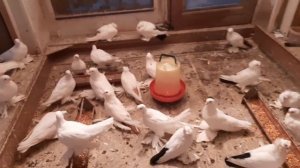 СЕВЕРОКАВКАЗСКИЕ ГОЛУБИ - ЧТО МОЖЕТ БЫТЬ КРУЧЕ ( Сергей Шевкунов ,  Ставрополь )