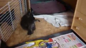 щенки скотч-терьера