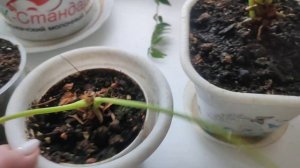 реанимация Антуриума, часть 2 , спустя 5 месяцев .