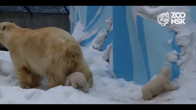 Белые медвежата в Новосибирском зоопарке имени Р.А.Шило