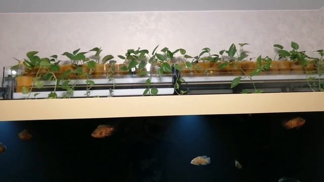 Фитофильтр, развитие, планы, обзор смотреть онлайн