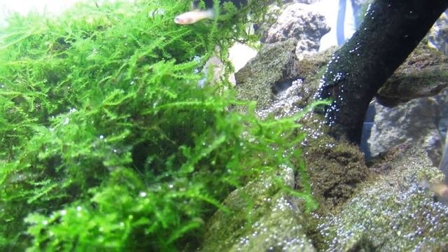 AQUASCAPE WATERFALL - 60CM Aquascape Setup