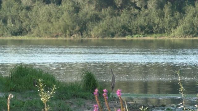 Река Вожа впадает в Оку (Рязань, август 2017) смотреть онлайн