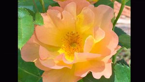 耐寒的双色玫瑰，随着花期进行，不断转变花色。Morden Sunrise Rose【莎拉养花】