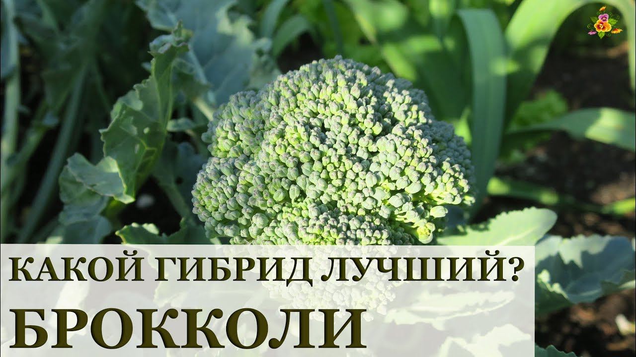 Выбираем брокколи * Какой гибрид лучше Грин Меджик, Батавия, Фиеста или Маратон?