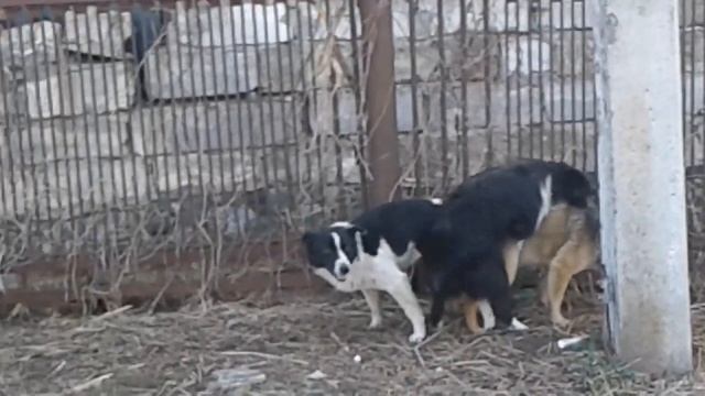 Спаривание  трио случка собак