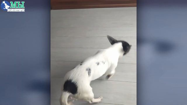 БЭККИ уехала домой❗❗ Спасибо, друзья, за вашу помощь, репосты и лайки! Это реально помогает❤️🔥