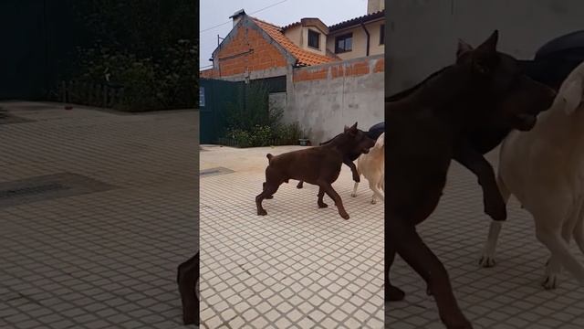 Doberman Pinscher / white Doberman / chocolate brown Doberman