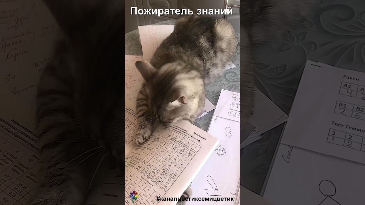 Кот - пожиратель знаний #shorts смотреть онлайн