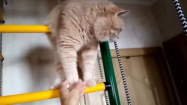 Кот! Кот на лестнице!!! смотреть онлайн