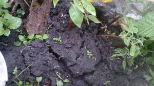 Как работает корневин (укоренитель для черенков)