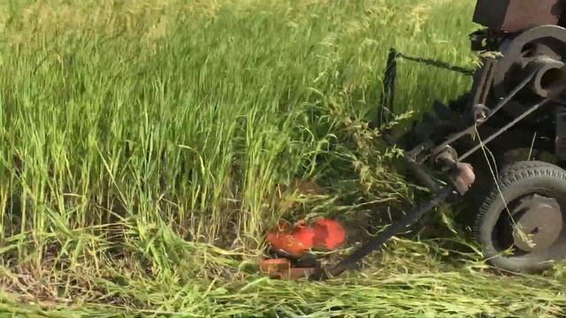 Идеальный покос травы, c помощью роторной косы!!! смотреть онлайн