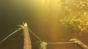 Как работает макуха чесночная на реке (подводная съемка)