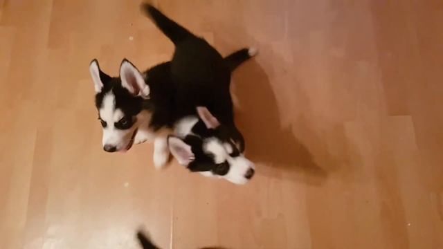 Щенки хаски подросли. Носятся и безобразят в доме смотреть онлайн