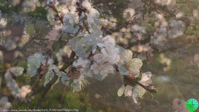 Нежное пение птиц на закате  для крепкого и здорового сна/Звуки природы/Sounds of nature/Relax