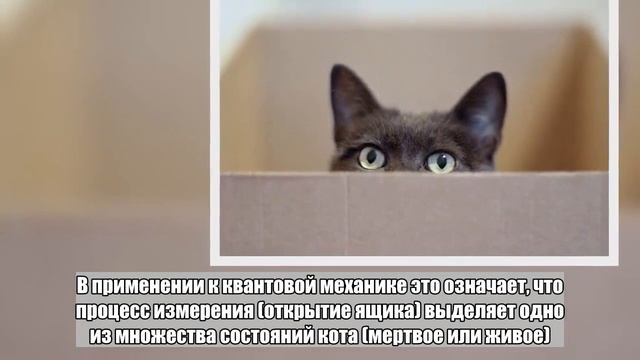 Обнаружена новая разновидность кота Шредингера