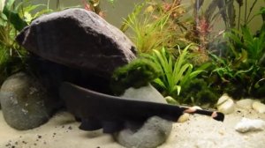 Аптеронотус белолобый | Рыба нож