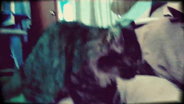 ? Кошка топчет лапками подушку несмотря ни на что ?? Кошка Кусачка смотреть онлайн