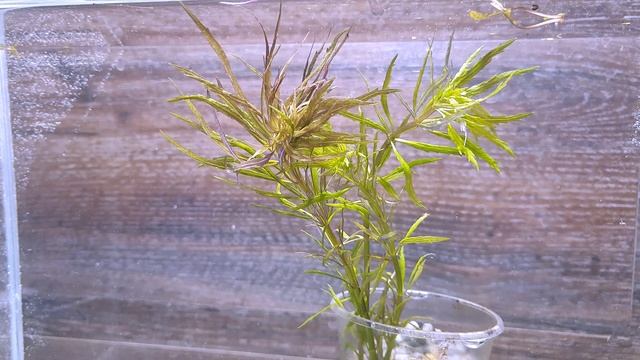 ПОГОСТЕМОН АВСТРАЛИЯ. Pogostemon sp. Australia