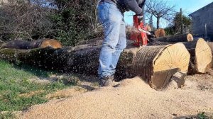 Shindaiwa 390 sx on big extra dry oak log