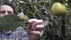Грейпфрут "Свити" Citrus paradisi ’Jaffa Sweetie’