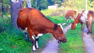 КОРОВЫ (ЛАСКОВО) 2023.09.19