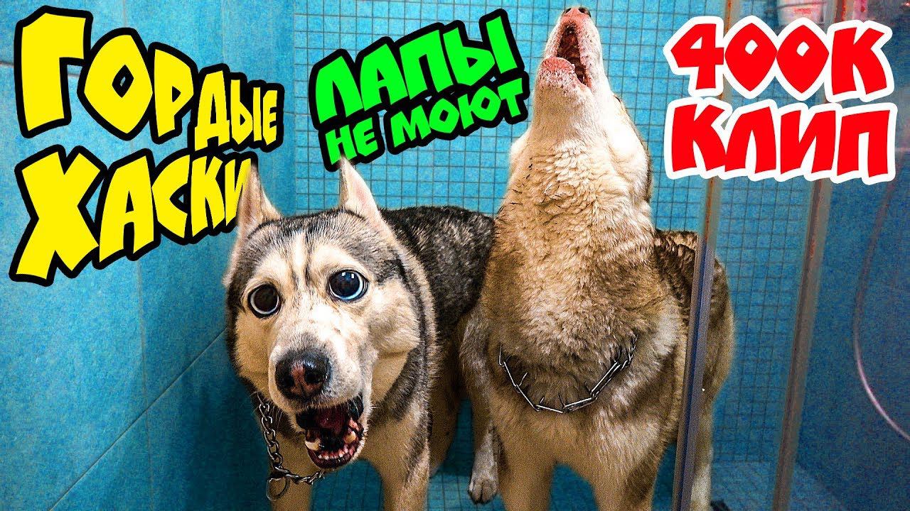 ГОРДЫЕ ХАСКИ ЛАПЫ НЕ МОЮТ!  КЛИП на 400.000 ПОДПИСЧИКОВ (Хаски Бандит feat Mister Booble)