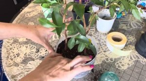 Плетение фикусов Бенджамина