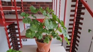 Пеларгония и БИОГУМУС идеальный субстрат?!?/результат после ПЕРЕСАДКИ/Одесса в снегу❄❄☃️☃️