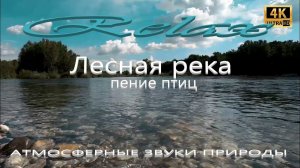 4K лесная река атмосферные звуки природы пение птиц журчание воды летнее озеро