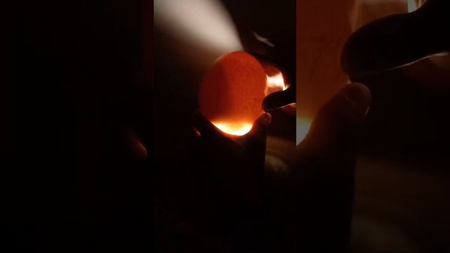 9 дней инкубации страусиных яиц,все как одно,инкубируем дальше смотреть онлайн