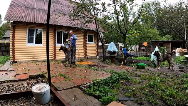 ЧЕРНЫЙ ВОЛК ЖИВЕТ С ВРАГАМИ на одной территории / Нашел котят