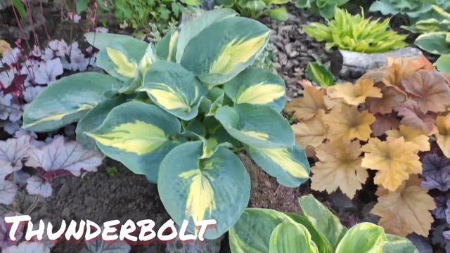 Хоста Thunderbolt смотреть онлайн