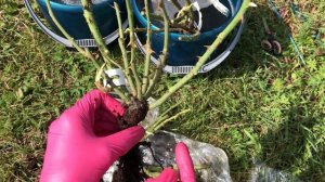 Обзор посылки с розами Частный питомник Тимофей