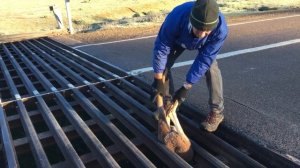 Спасли кенгуренка, застрявшего в сливной решетке