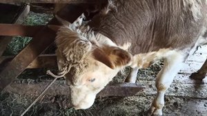 Средство от клещей для крс мрс и других домашних животных