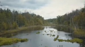 Припять в 2022!!! какие есть животные в зоне отчуждения ☢️☢️☢️☢️☢️☢️☢️☢️☢️☢️☢️☢️?