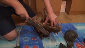 Медленный травник.  Буцефаландры Анубиасы Папоротники