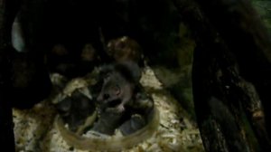 Африканския соня (Graphiurus murinus)