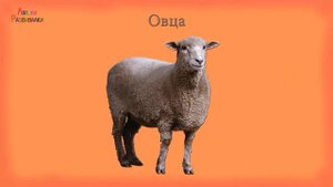 Знакомим детей с животными, Учим животных. Развивающее видео для детей (Часть 2)