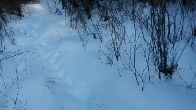 Воспитание щенка зверовой лайки.