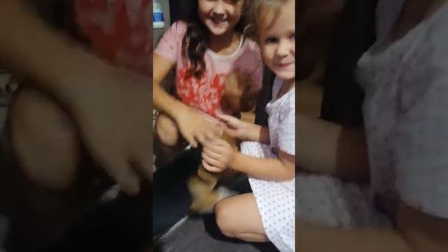 Встреча с биглем