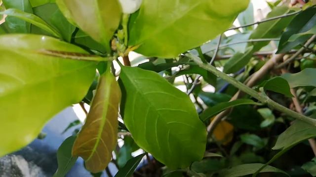 Vallaris solanacea .Домашнее цветение!! смотреть онлайн