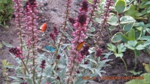 Вербейник темно-зеленая Божоле ? обзор: как сажать, саженцы вербейника Божоле