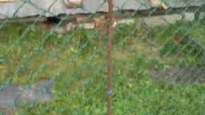 Вольер для кошек своими руками