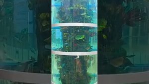 Самый большой аквариум в Москве