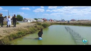 Искусственное воспроизводство и разведение судака для дальнейшего зарыбления