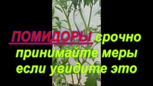 81. ПОМИДОРЫ - срочно принимайте меры, когда увидите это на стебле!