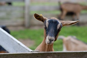 Ферма «Альпийские козы» комплекса парков «Дикие белки»
