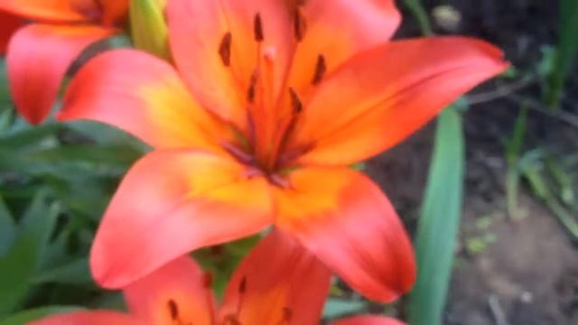 Дача. #Лилии. #Июль. смотреть онлайн